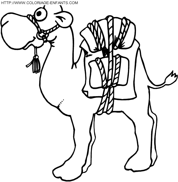 coloriage chameaux