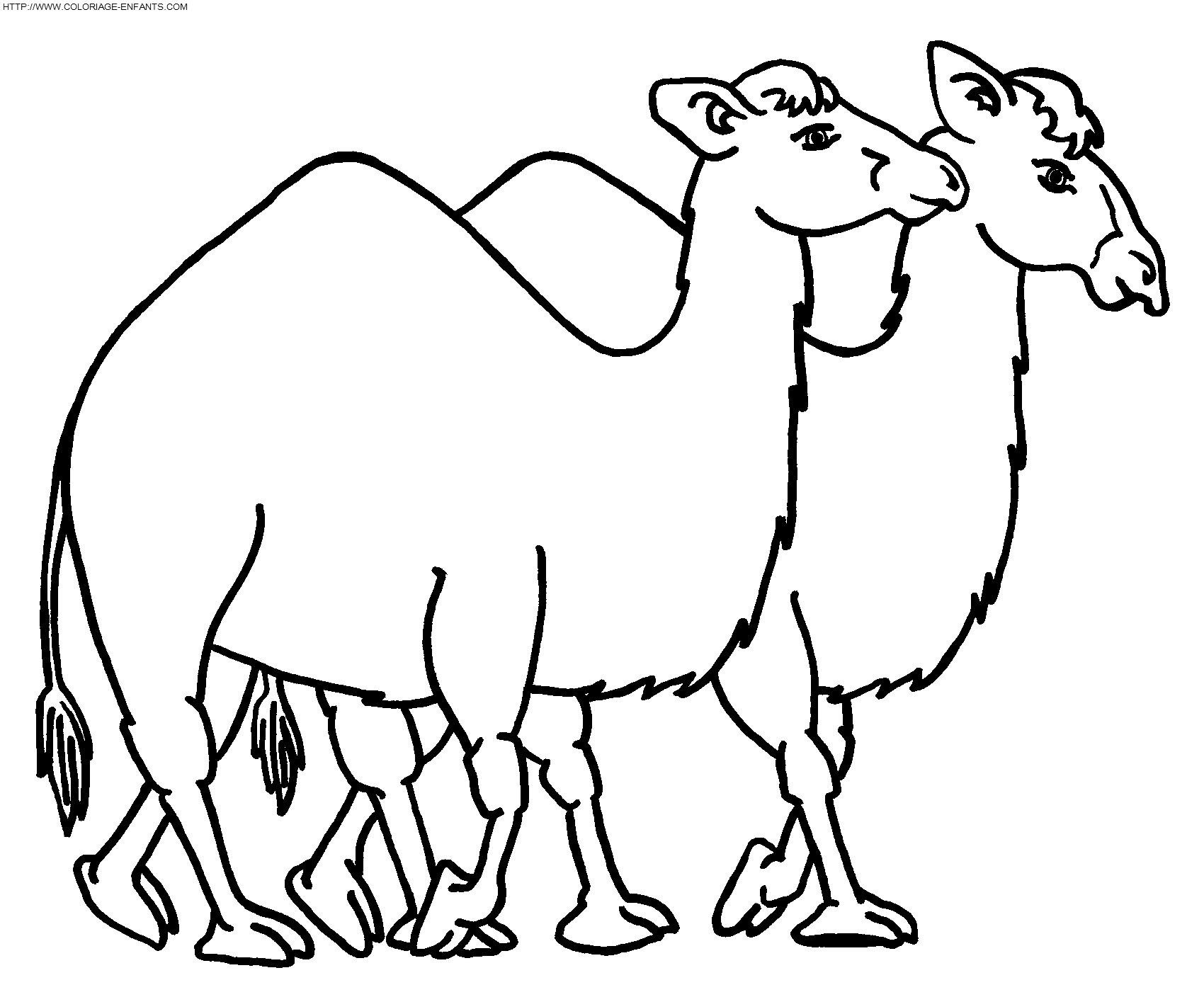 coloriage chameaux