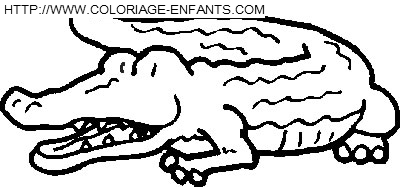 coloriage crocodiles