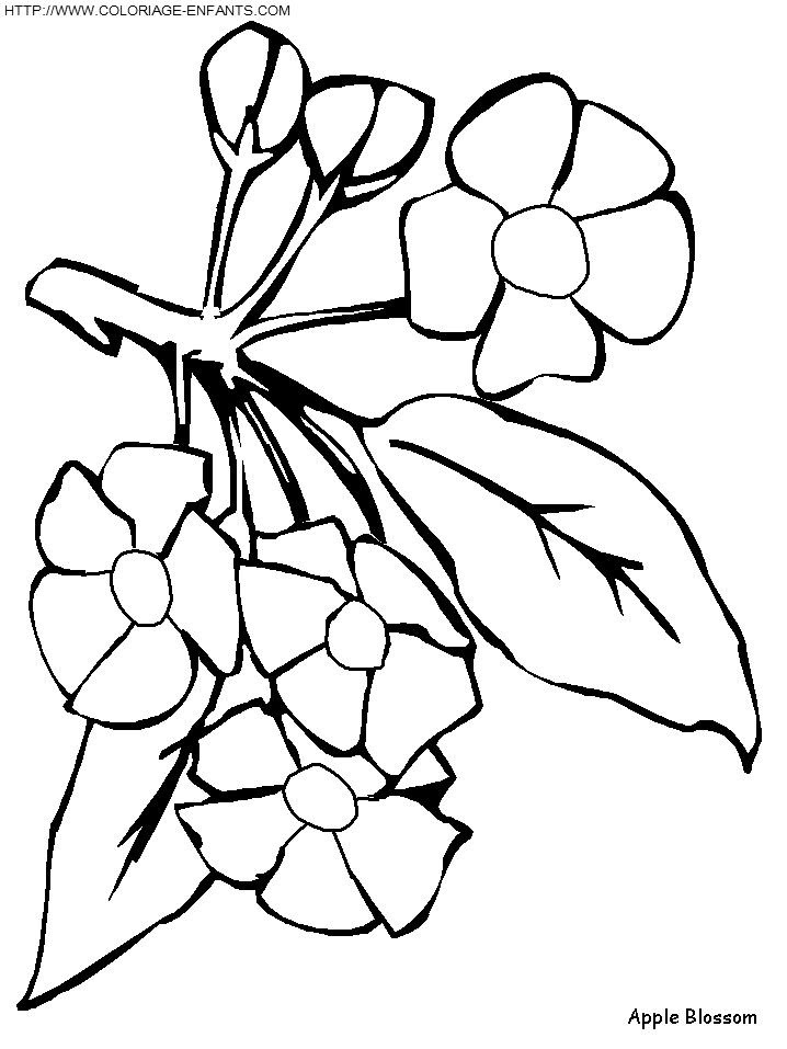 coloriage fleur de pommier