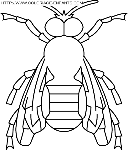 Coloriage insectes à imprimer et à colorier
