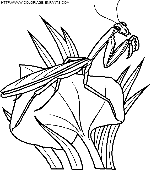 Coloriage insectes à imprimer et à colorier