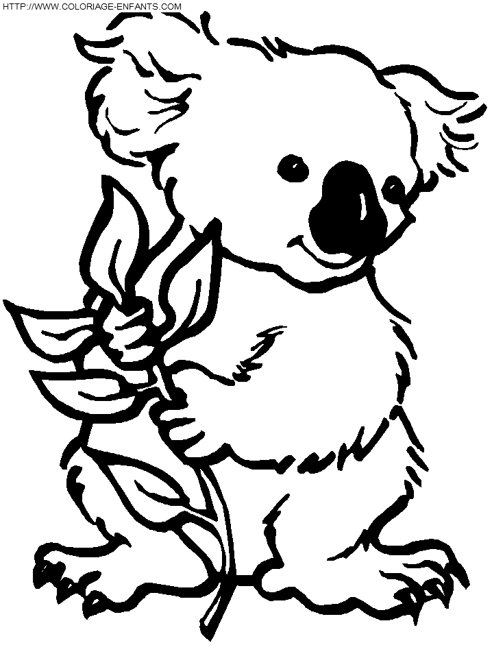 coloriage koala animal typique