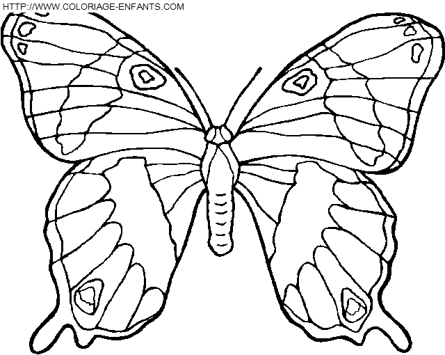 coloriage papillons