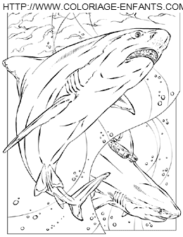 coloriage requin mangeur hommes