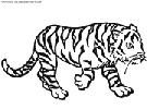 coloriage tigre 1er dessin enfant