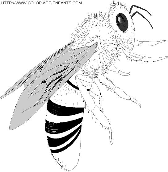 coloriage abeilles