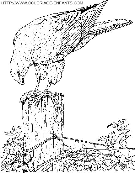 coloriage aigles