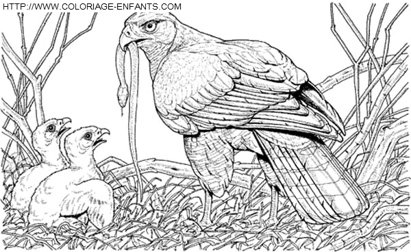 coloriage aigles