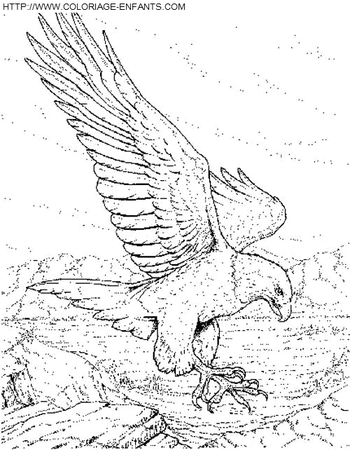 coloriage aigles