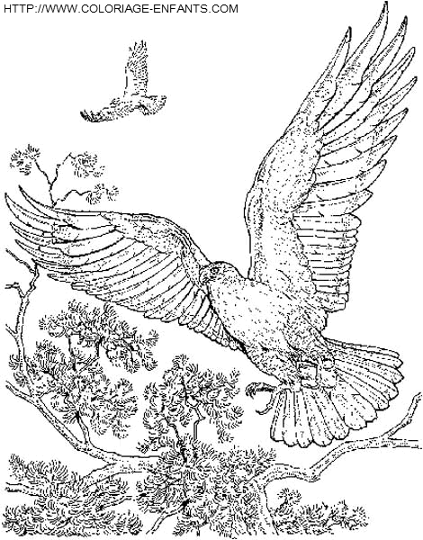 coloriage aigles