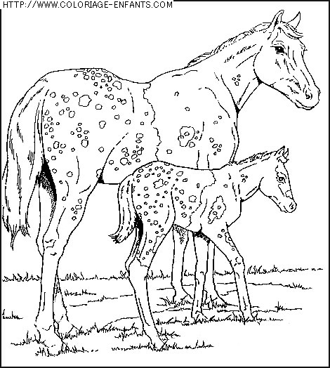 coloriage animaux chevaux