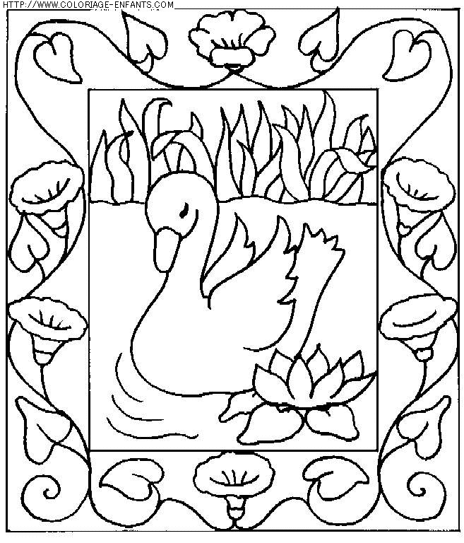 coloriage animaux cygnes