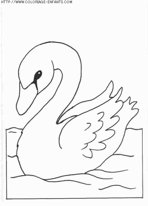 coloriage animaux cygnes