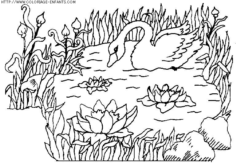 coloriage animaux cygnes