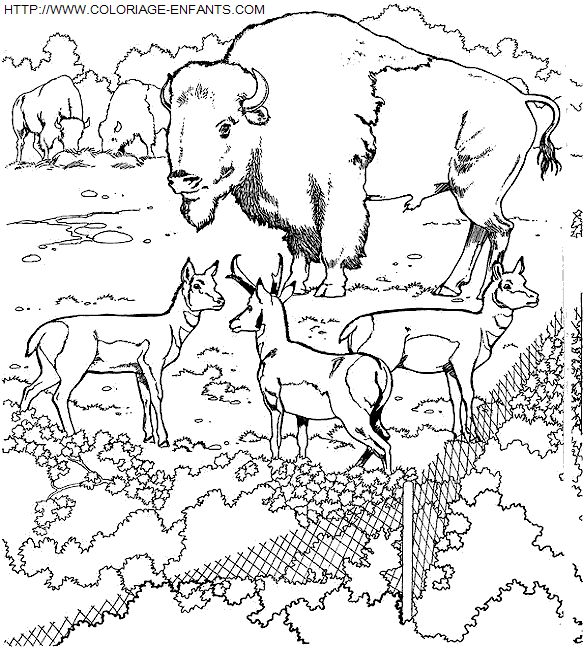 coloriage Animaux Zoo