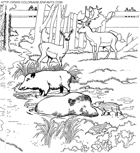 Coloriage Animaux Zoo à imprimer et à colorier