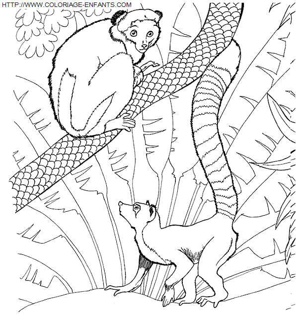 coloriage Animaux Zoo