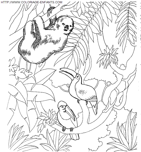 coloriage Animaux Zoo