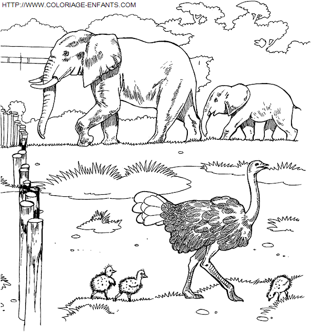 coloriage Animaux Zoo