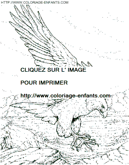 coloriage aigles