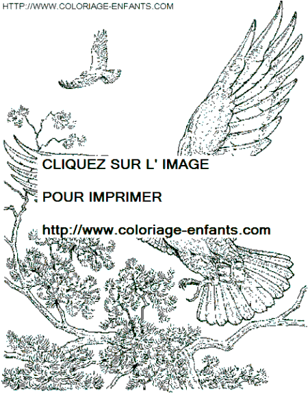 coloriage aigles