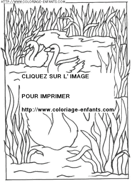 coloriage animaux cygnes