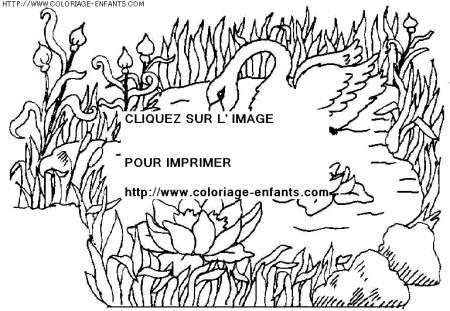 coloriage animaux cygnes