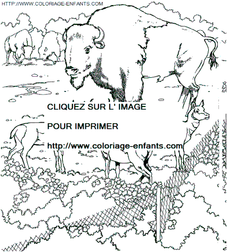 coloriage Animaux Zoo