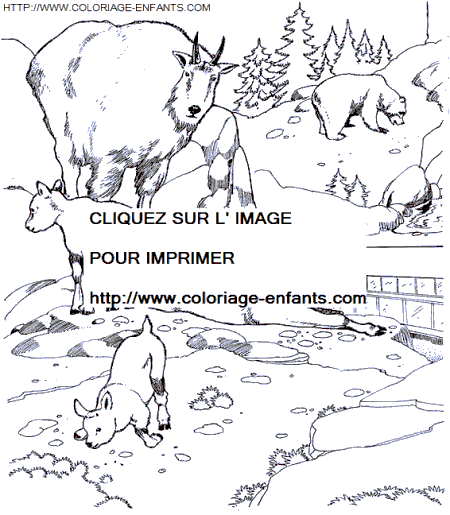 coloriage Animaux Zoo