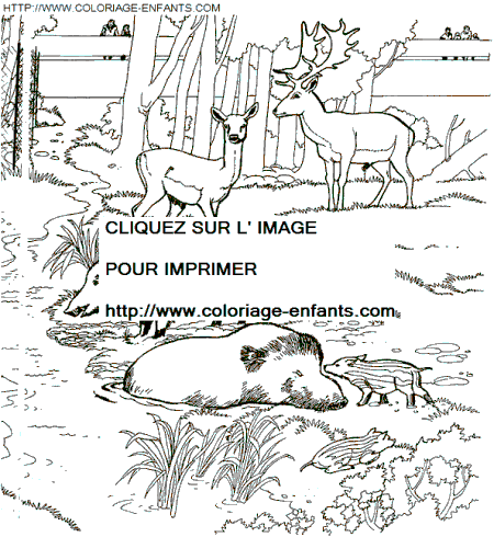 coloriage Animaux Zoo