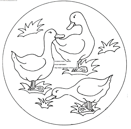 coloriage canards