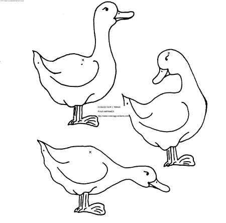 coloriage canards