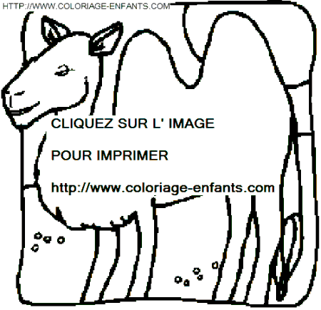 coloriage chameaux