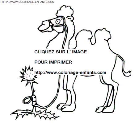 coloriage chameaux