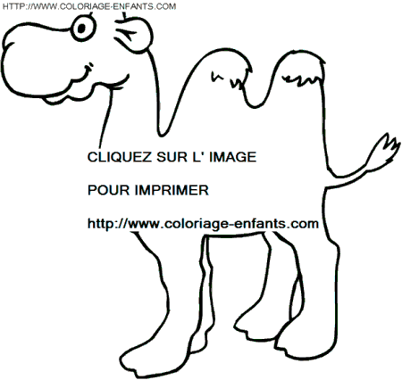 coloriage chameaux