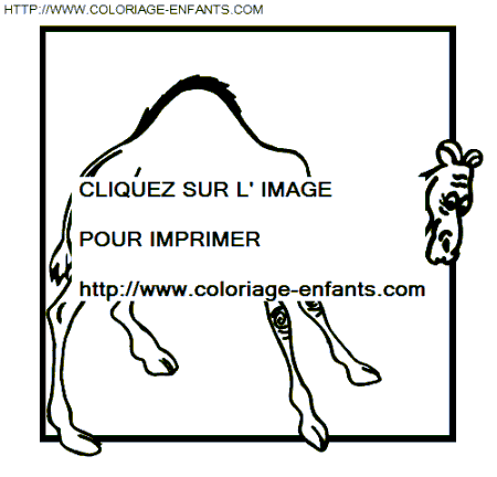 coloriage chameaux