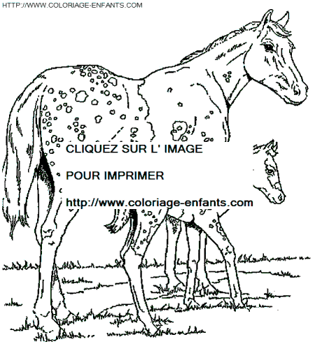 coloriage cheval indien