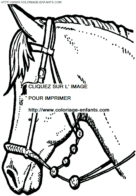 coloriage cheval portrait de mustang