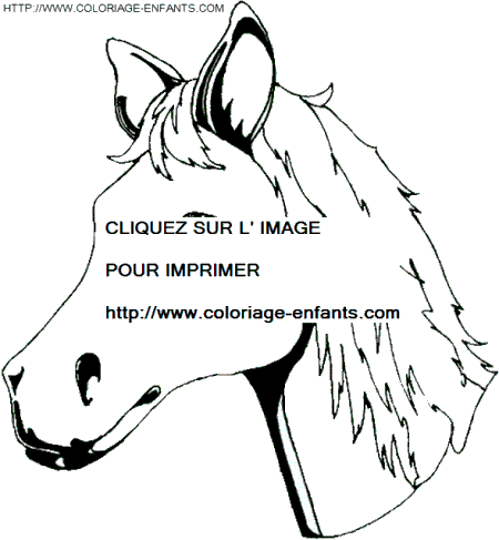 coloriage cheval tete de poulain