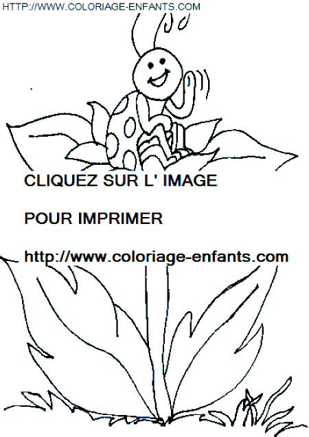 coloriage coccinelles