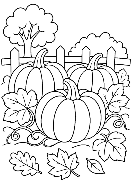 Coloriage citrouilles mûres dans un potager d'automne à imprimer et à colorier