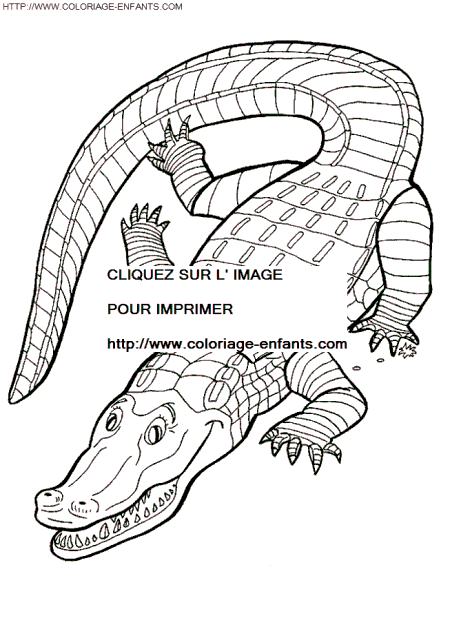 coloriage crocodiles