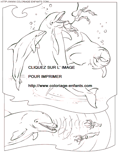 coloriage dauphins