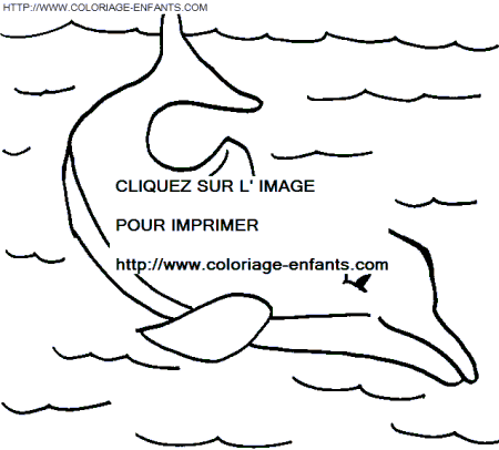 coloriage dauphins