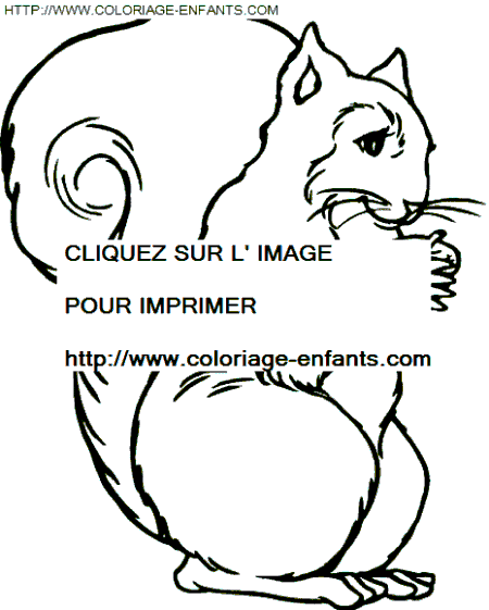 coloriage ecureuils