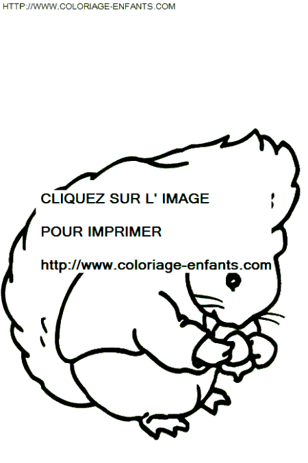 coloriage ecureuils