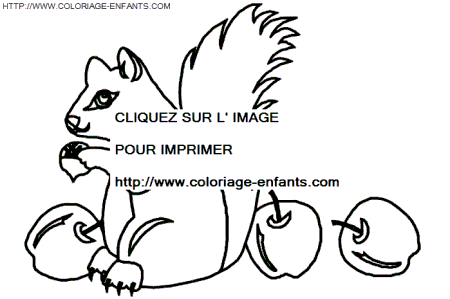 coloriage ecureuils