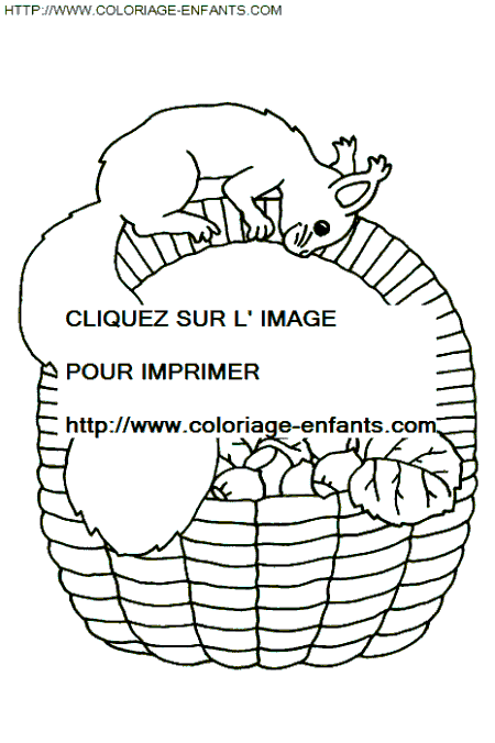 coloriage ecureuils