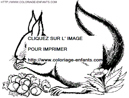 coloriage ecureuils